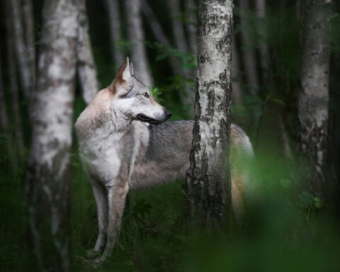 Thousands of genomes reveal the wild wolf genes in most dogs’ DNA