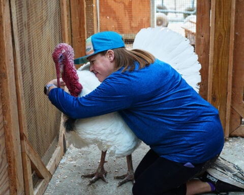 Some families are 'adopting' turkeys for Thanksgiving instead of eating them