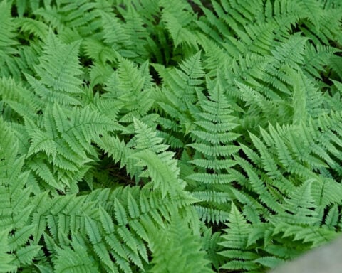 Fern stems reveal secrets of evolution – how constraints in development can lead to new forms