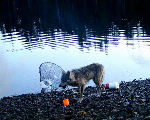 In a scientific first, biologists recorded a wild wolf potentially using tools