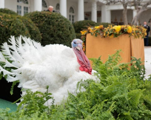 Trump adds Thanksgiving turkeys Gobble and Waddle to his long pardon list