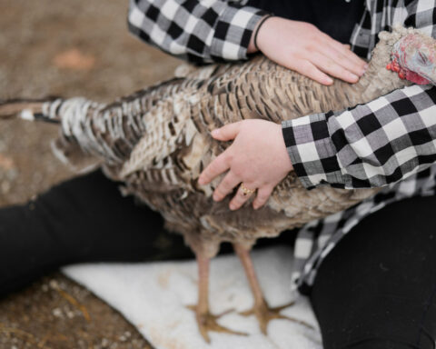 At The Gentle Barn, turkeys are for snuggling, not stuffing at Thanksgiving