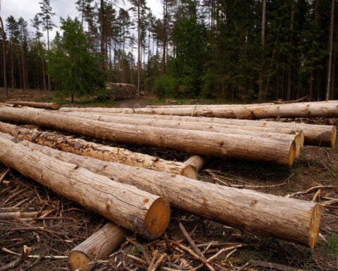 European Parliament supports year-long deforestation law delay