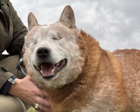 Meet Goose, the no‑eyed Kentucky farm dog competing for People’s Choice Pup