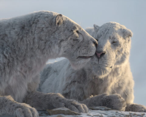 A foot-tall elephant? 'Prehistoric Planet: Ice Age' on Apple TV reveals surprising creatures
