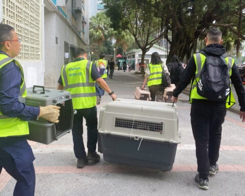 Volunteers seek lost pets amid Hong Kong deadly inferno wreckage