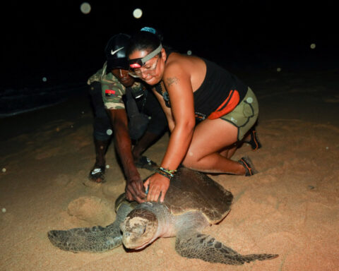 From hunters to guardians: Angolan villagers help to save endangered sea turtles