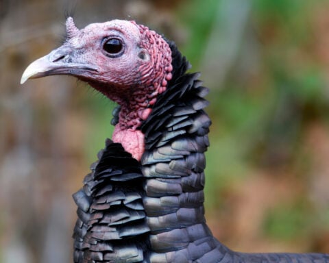 How trading wild turkeys for other animals became a conservation success story
