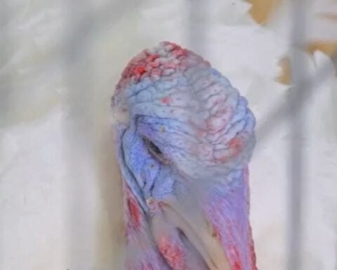 2025 National Thanksgiving Turkeys, NC natives retire after pardoned at the White House