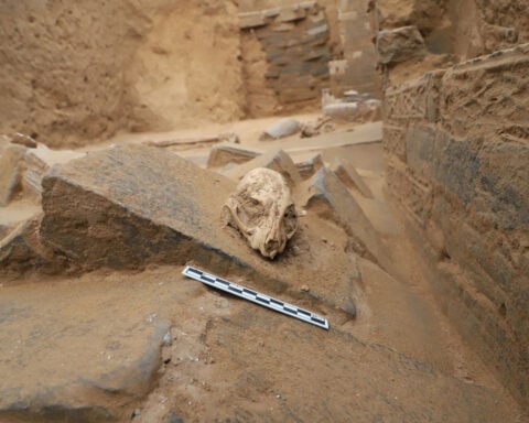 Where did house cats come from? Ancient DNA shakes up their origin story