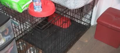 Family pleads for dog to be returned after it was stolen from home