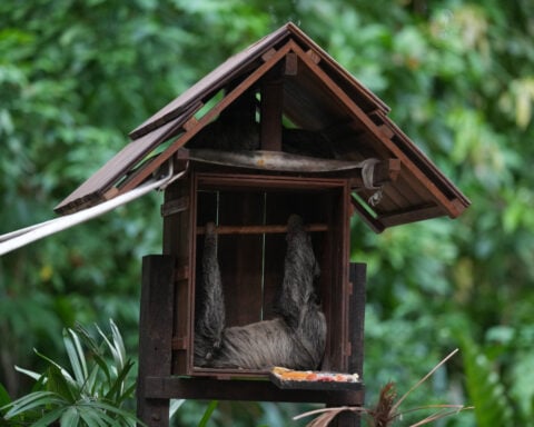 The growing exotic pet trade drives illegal sales online and a push for tighter rules