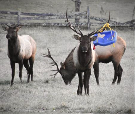 N.C. Wildlife agents safely remove toddler's swing from elk's antlers