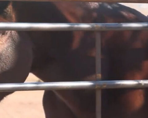 Stables at Tamaya offering a safe haven for mistreated horses