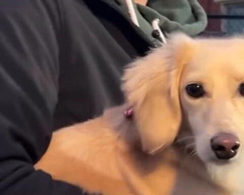 Owners reunited with stolen dog and car share appreciation, tech warning