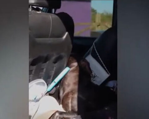 Watch: Deputies rescue trapped dogs in locked car
