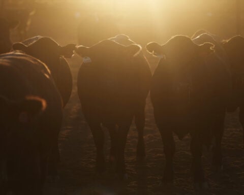 Australia expands grain-fed beef exports as US production falters