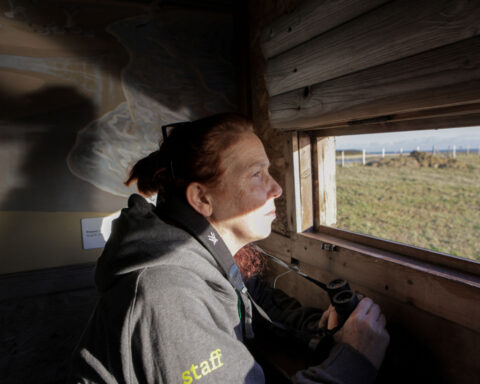 ‘An oil spill in solid form’: Bio-bead disaster devastates beloved English coast