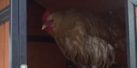 School chicken coop helps students build connection