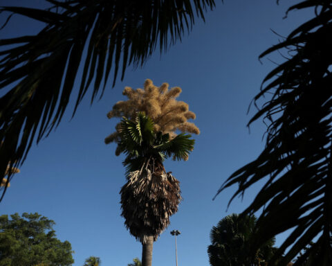 Once-in-a-lifetime bloom: rare palms in Rio de Janeiro flower before dying