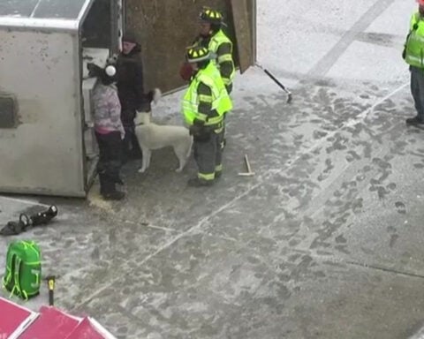 Strangers help after trailer full of sled dogs turns over on icy Minnesota highway