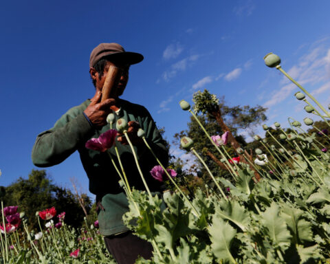 Myanmar's opium poppy cultivation hits highest level in a decade, UN says