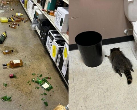 A raccoon ransacked a liquor store, got drunk, then passed out in the bathroom