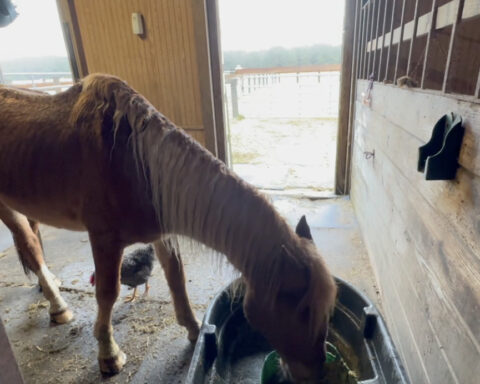 The impact of feeding wild horses: Topnotch's story shows how human interaction led to relocation