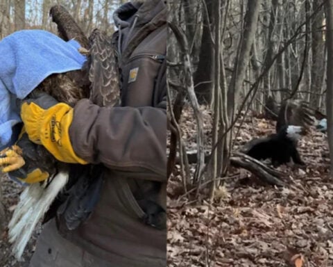 Bald eagle thought to be shot was actually injured in eagle fight, vets believe