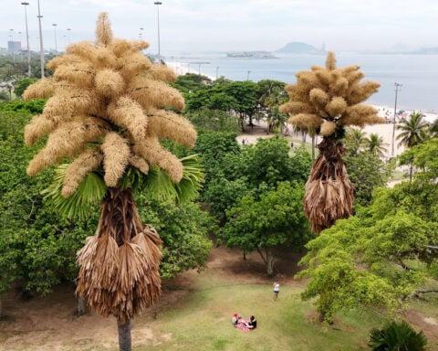 Decades-old palm trees in Rio de Janeiro flower for the first — and only — time