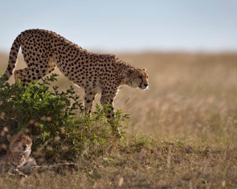 How a sperm bank for cheetahs might one day save the fastest land animal