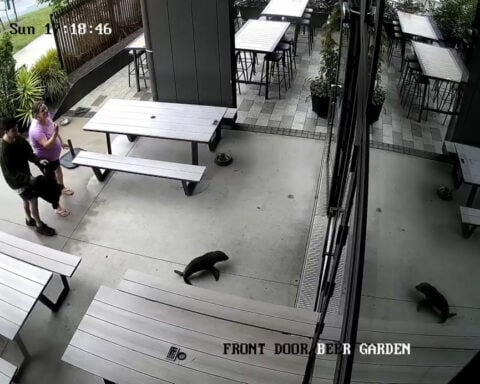 A seal galumphs into a bar. The bartender says 'Grab the salmon!'