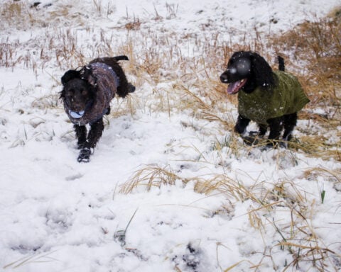 Don't forget pets when preparing for winter's cold. Here's what experts recommend