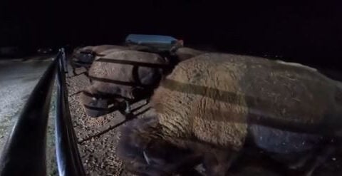 Reward increases in mysterious case of beheaded bison