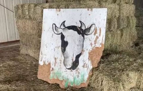 Cow sanctuary robbed of $20k in equipment, sheriff's office says: "My heart just dropped"