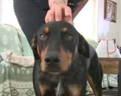 Woman seeks answers after dog shot on walk