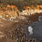 A brown pelican 'feeding frenzy' is an encouraging sign for the often-struggling large seabirds