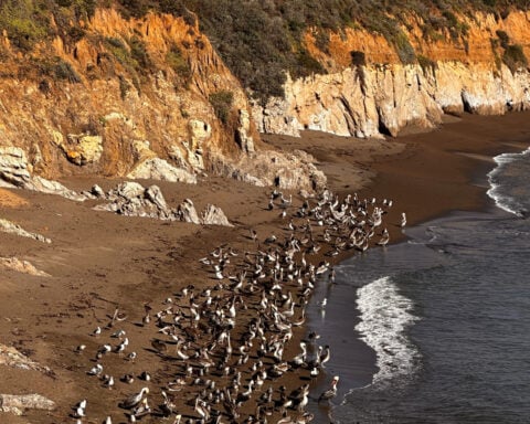A brown pelican 'feeding frenzy' is an encouraging sign for the often-struggling large seabirds