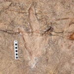 Scientists document over 16,000 footprints in the world’s most extensive dinosaur tracksite