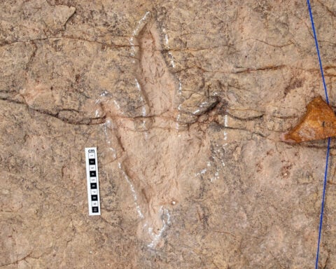 Scientists document over 16,000 footprints in the world’s most extensive dinosaur tracksite