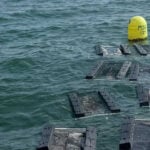 "A devastating situation." Reward offered in major theft from oyster farm