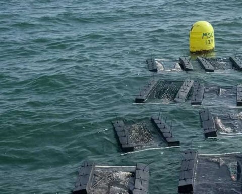 "A devastating situation." Reward offered in major theft from oyster farm