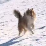 Quick-thinking rescuers save freezing dog from icy pond