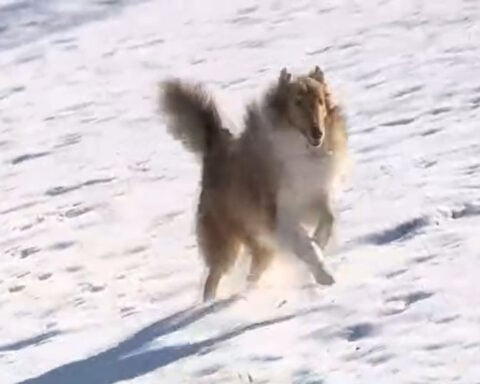 Quick-thinking rescuers save freezing dog from icy pond