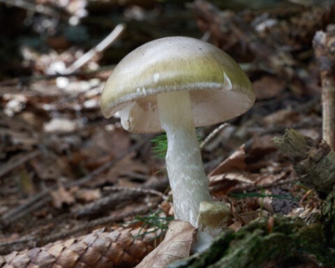 California officials warn against foraging wild mushrooms after deadly poisoning outbreak