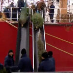 Annual Christmas Tree Ship with 1,200 trees arrives at Navy Pier on Saturday