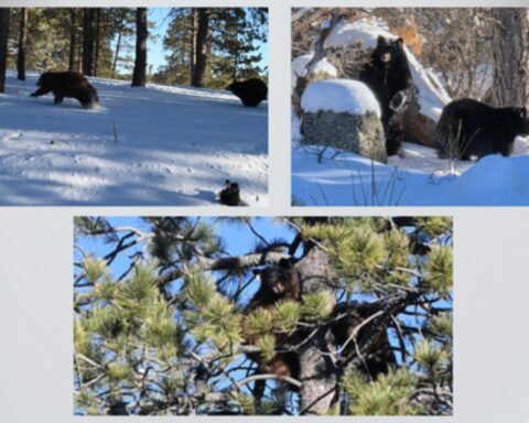 Orphaned bear cubs released into wilderness by Colorado Parks and Wildlife