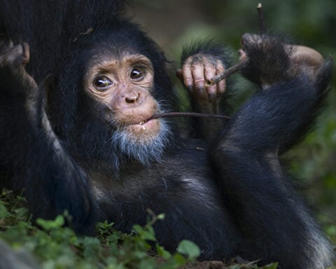 Why can’t I wiggle my toes one at a time, like my fingers?