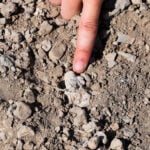 Mystery foot fossil belonged to a little-known species that lived alongside Lucy