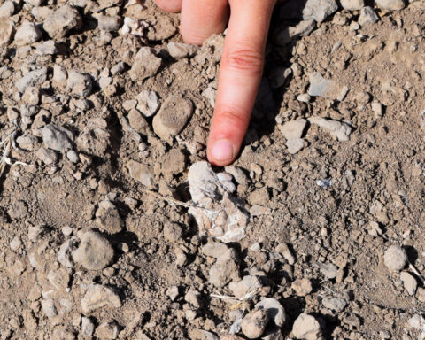 Mystery foot fossil may shake up human family tree